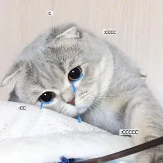 😭 3c6a3849 C gato, triste, chorando, animal de estimação, gatinho, lágrimas telegram sticker