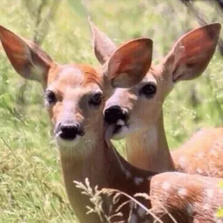 👅 474ab814 veado, vida selvagem, natureza, animais, filhote de veado, fofo telegram sticker