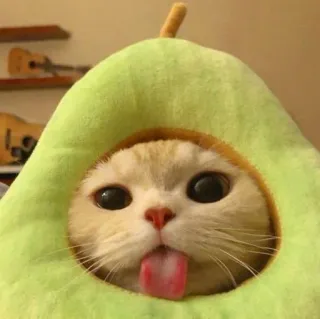 😛 55740fa6 gato, abacate, fofo, animal de estimação, animal, engraçado telegram sticker