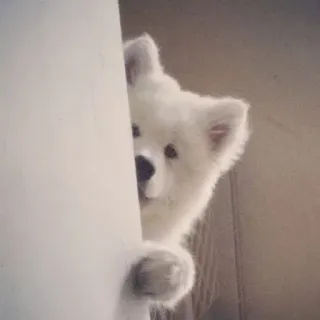 👀 589c0a2c cachorro, fofo, espiando, branco, animal de estimação, animal telegram sticker