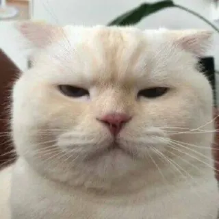😐 792c2cde gato, gato branco, zangado, animal, mamífero, animal de estimação, animal doméstico telegram sticker