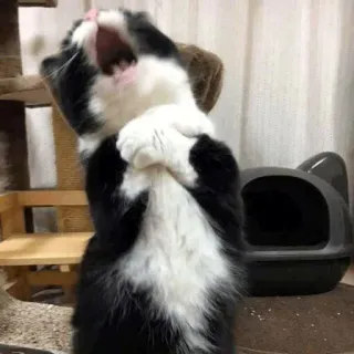 😱 8442bae5 gato, bocejando, fofo, animal de estimação, animal, gatinho, gato doméstico telegram sticker