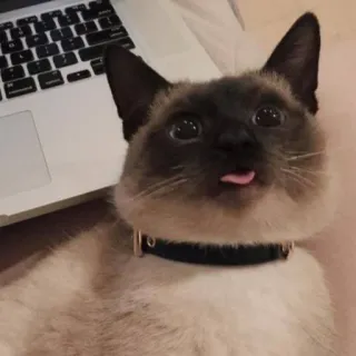 👅 9edfcf1b gato, animal, animal de estimação, siamês, mamífero, animal doméstico telegram sticker