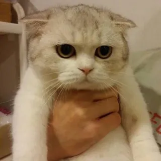 😞 a10c27f6 gato, animal, animal de estimação, scottish fold, mamífero telegram sticker