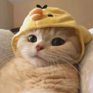 🙂 b7e544ce gato, gatinho, fofo, animal, animal de estimação, chapéu, amarelo, pato telegram sticker