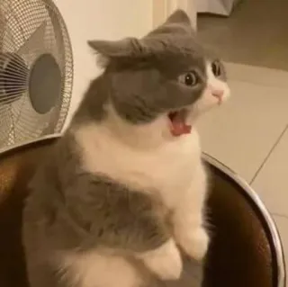 😨 e39eb1c6 gato, chocado, assustado, surpreso, animal, animal de estimação, engraçado, meme telegram sticker