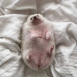 🙂 eb545f0e ouriço, animal, fofo, animal de estimação, pequeno, mamífero, branco, deitado, relaxado telegram sticker