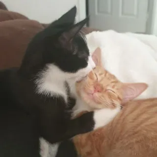 💑 f27834a7 gatos, gatinhos, animais, animais domésticos, fofo, dormindo, gato laranja, gato preto e branco telegram sticker