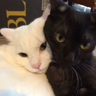 🥰 fa62bed7 gato, gatos, gato preto, gato branco, animais, fofo, animais de estimação telegram sticker