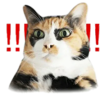😕 478146e1 !!! 猫, 三毛猫, びっくりマーク, ショック, びっくり telegram sticker