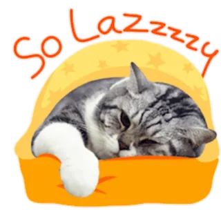 😪 7465cea4 So Lazzzzy 猫, 怠惰, 眠い, かわいい, ペット, 動物 telegram sticker