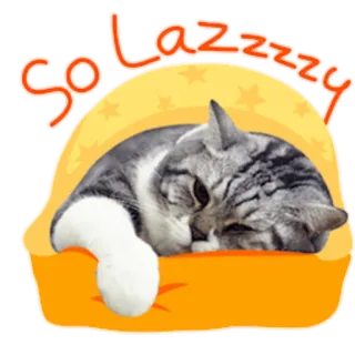 😪 8c7d477d so lazzzzzzy 猫, 眠い, だるい, 可愛い, 動物, ペット, リラックス telegram sticker