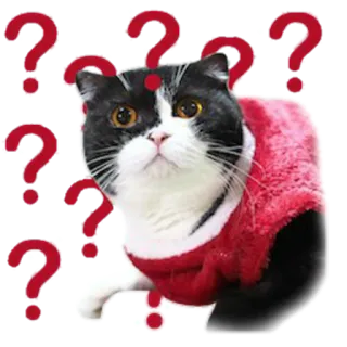 😕 d1c65d04 猫, 疑問符, 動物, ペット, 好奇心, 困惑, 哺乳類 telegram sticker