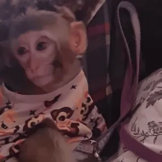 😴 047e46bf mono, animal, mamífero, lindo, primate telegram sticker