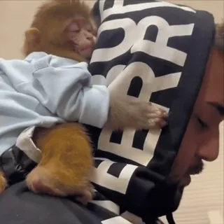 🫂 0984f2d3 mono, animal, sudadera con capucha, hombre, lindo, amistad telegram sticker