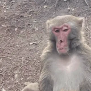 😕 35d8c71f mono, animal, primate, fauna, naturaleza telegram sticker