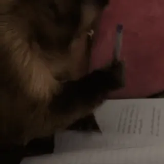 ✍️ 499a5940 dedo corazón, ofensivo, grosero, gesto, desprecio, gato telegram sticker