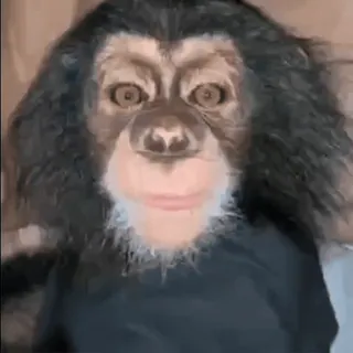 😊 51c5b0d9 mono, animal, primate, simio, mamífero, gracioso telegram sticker