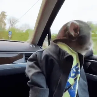 🏎️ 56ca9772 mono, conduciendo, coche, animal, chaqueta, ventana telegram sticker