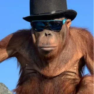 😎 023a86fd Orangutan, Kapelusz, Okulary przeciwsłoneczne, Zwierzę, Naczelny telegram sticker