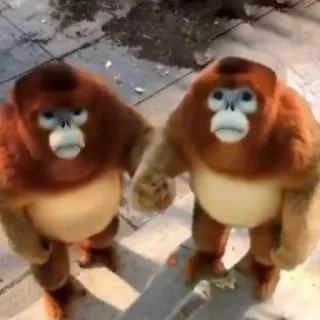 ❤️ 02c077b5 małpa, zwierzęta, makak rokselany, słodki, dzika przyroda telegram sticker