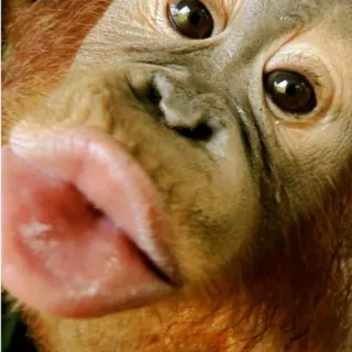 😘 0717346e zwierzę, orangutan, małpa, zbliżenie, twarz telegram sticker