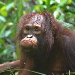 ☹️ 074a4367 Orangutan, Małpa człekokształtna, Małpa, Zwierzę, Dzikie zwierzę, Naczelny telegram sticker