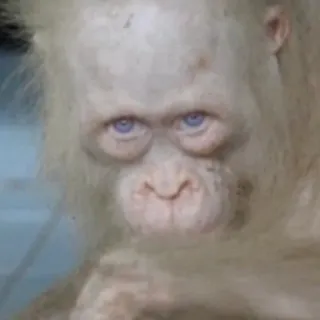 😠 07b4a7cc Orangutan, Małpa, Zwierzę, Naczelne, Albinos telegram sticker