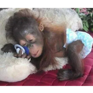 😴 09cd8a33 Orangutan, Dziecko, Zwierzę, Małpa, Człekokształtna, Sen telegram sticker