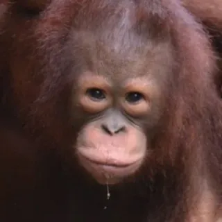 😐 0c9364f7 zwierzę, orangutan, małpa człekokształtna, ssak, naczelny telegram sticker