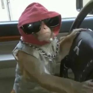 😎 0facf4ef małpa, jazda, okulary przeciwsłoneczne, zwierzę, samochód telegram sticker