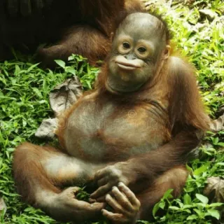 😙 109d5ea4 Orangutan, Małpa, Zwierzę, Ssaki naczelne, Dzikie zwierzęta telegram sticker