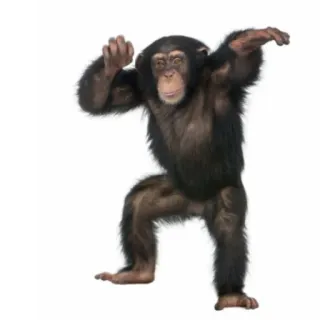 🥳 139149af zwierzę, małpa, szympans, małpa człekokształtna telegram sticker