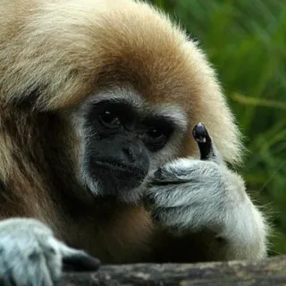 👍 1734d8d9 małpa, obraźliwy gest, zwierzę, środkowy palec, śmieszne, naczelne telegram sticker