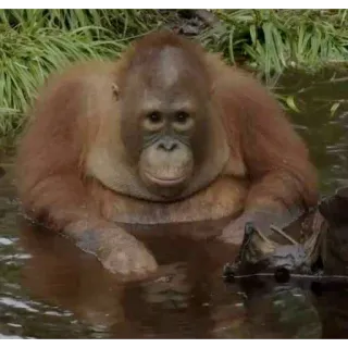 Монкіз🦍 @abethan telegram stickers