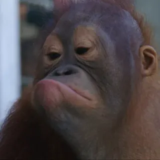 😟 21e91c0f małpa, orangutan, zwierzę, małpa człekokształtna, smutny telegram sticker