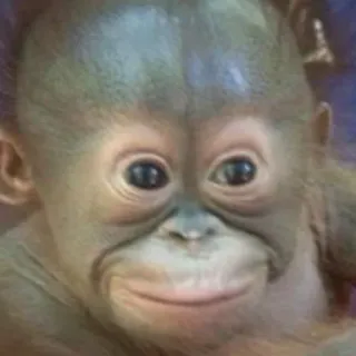 🙂 22b8beb2 zwierzę, małpa, człekokształtna, słodki, dziecko telegram sticker