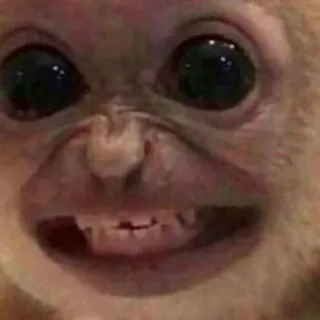 😡 3335e942 małpa, zwierzę, słodkie, naczelne telegram sticker