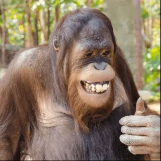 👍 447911f7 zwierzę, orangutan, naczelny, małpa człekokształtna, kciuk w górę telegram sticker