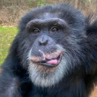 😋 4b04fdd4 zwierzę, szympans, naczelny, małpa, uśmiechnięty telegram sticker