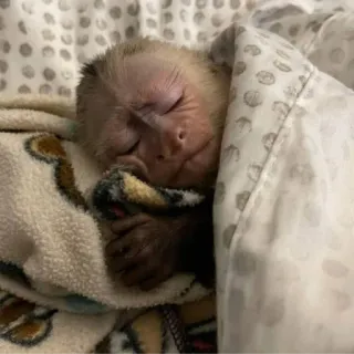 😴 5057dbef śpiący, małpa, zwierzę, słodki, koc telegram sticker