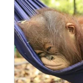 Монкіз🦍 @abethan telegram stickers