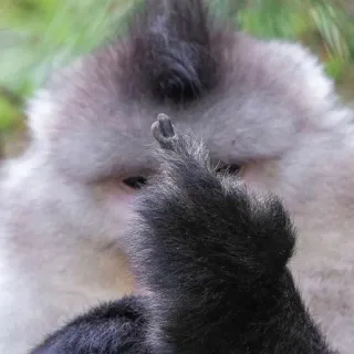 🖕 51ea385c małpa, środkowy palec, obraźliwe, niegrzeczne, zwierzę telegram sticker