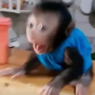 😱 5205cf05 małpa, krzyczący, zwierzę, naczelny, zszokowany, śmieszny telegram sticker