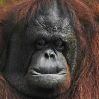 🙁 59edf7e6 zwierzę, małpa, orangutan, naczelny, ssak telegram sticker