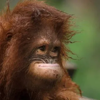 🙂 5a8e43bd Orangutan, Małpa, Zwierzę, Człowiekowate, Naczelny telegram sticker