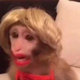 Монкіз🦍 @abethan whatsapp stickers