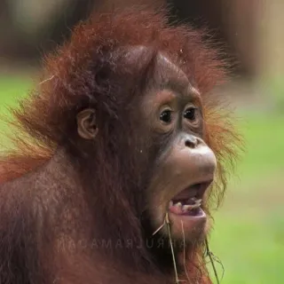 😱 6d546825 Orangutan, Małpa człekokształtna, Małpa, Zwierzę, Dzikie zwierzęta telegram sticker