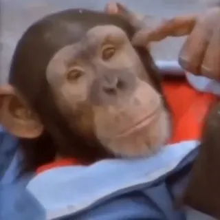 🤨 6e8d52d7 zwierzę, małpa, szympans, słodki telegram sticker