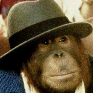 🧐 79ed4634 orangutan, małpa, kapelusz, zwierzę, garnitur telegram sticker